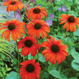 Tangerine Dream echinacea with orange blooms in a pot