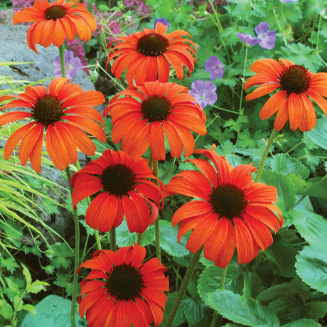 Tangerine Dream echinacea with orange blooms in a pot