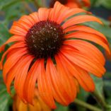 Tangerine Dream echinacea with orange flowers in a pot