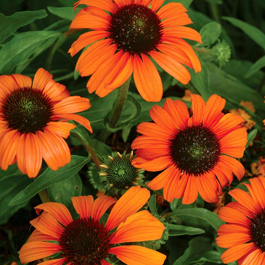 ‘Tangerine Dream’ echinacea in a pot with orange blooms