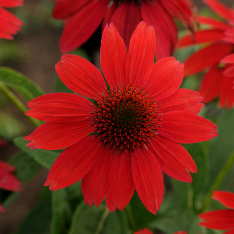 Salsa Red echinacea with red blooms in a pot