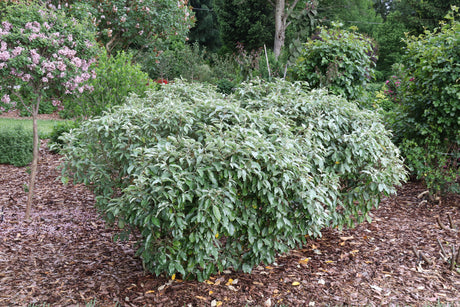 Elaeagnus Mr. Smooth seedless shrub in a nursery pot