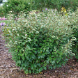 Elaeagnus Mr. Smooth seedless shrub in a nursery pot