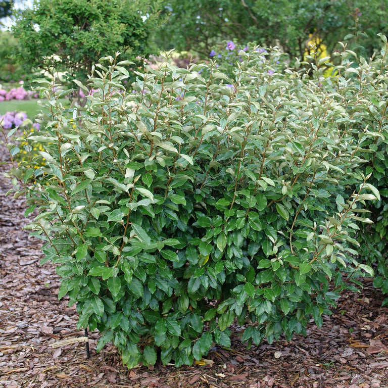 fertilizer on plants Slow-Release Fertilizer | Feeds for 6 Months | No Burn main image 0