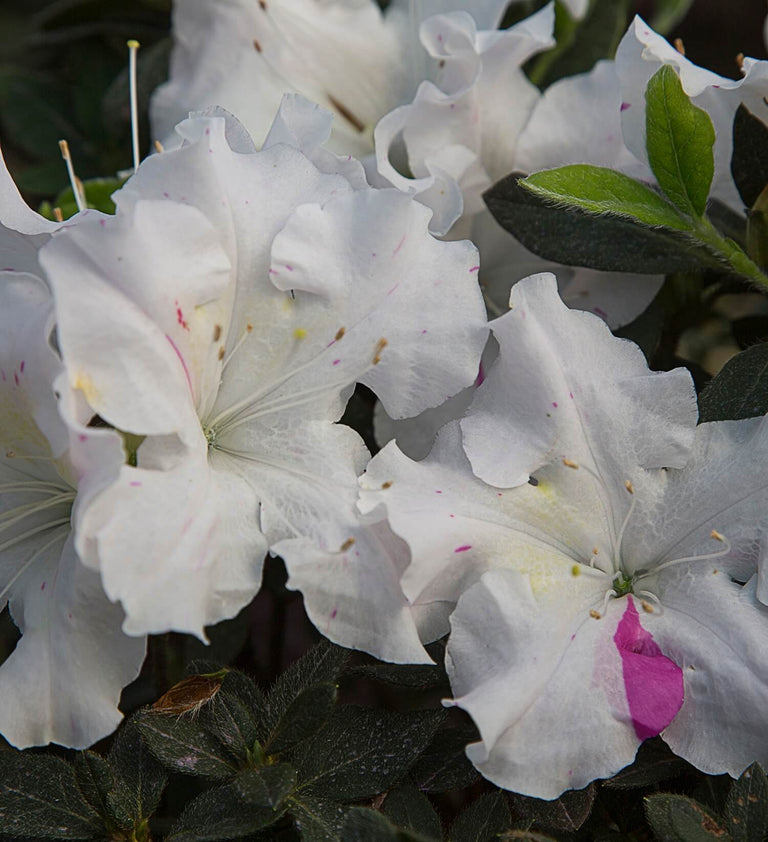 azalea lily white Autumn Lily Encore Azalea