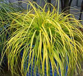 Carex EverColor Everillo grass in a green nursery pot