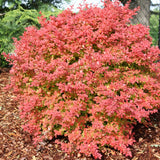 SUNJOY FAST NEO barberry in a pot with red foliage