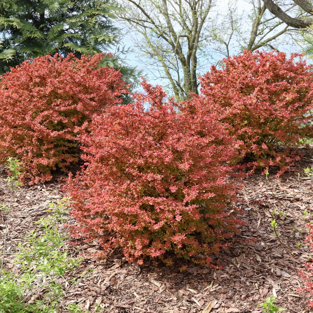 Sunjoy Fast Neo barberry in a nursery pot