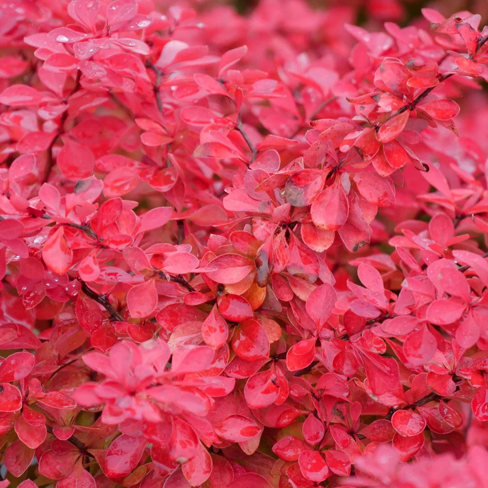 Sunjoy Fast Neo barberry in a nursery pot