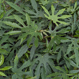 Fatsia 'Green Fingers' with glossy green leaves in a pot