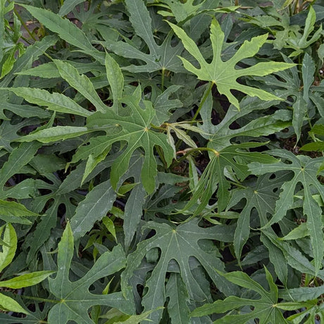 Fatsia 'Green Fingers' with glossy green leaves in a pot