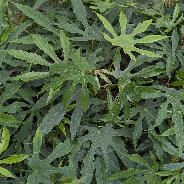 five leaf pot plant HIGH FIVE™ 'Green Fingers' Fatsia