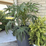 Fatsia 'Green Fingers' with glossy divided green leaves