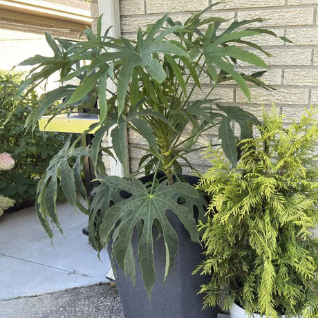 Fatsia 'Green Fingers' with glossy divided green leaves
