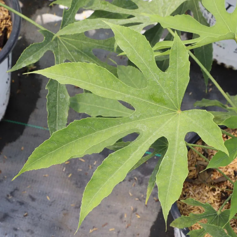 five leaf pot plant HIGH FIVE™ 'Green Fingers' Fatsia