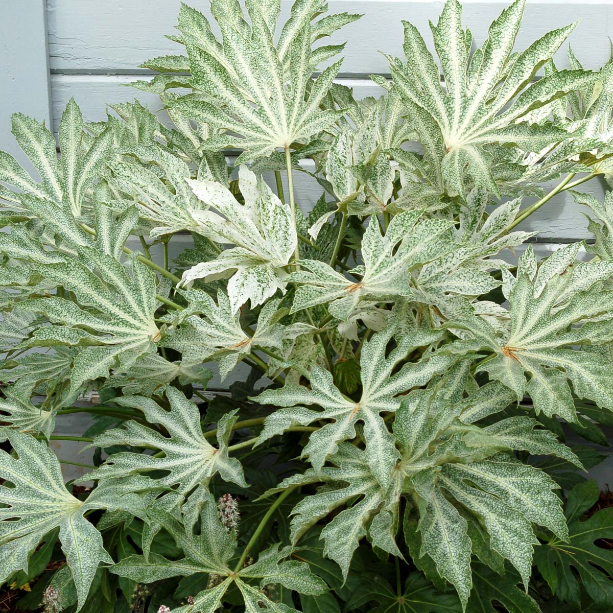 Creekside Champions Fatsia Japonica - Thumbnail 3