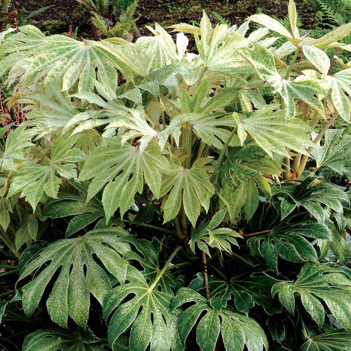 Creekside Champions Fatsia Japonica - Thumbnail 2