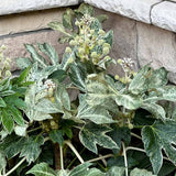 Spider’s Web Fatsia Japonica in a nursery pot