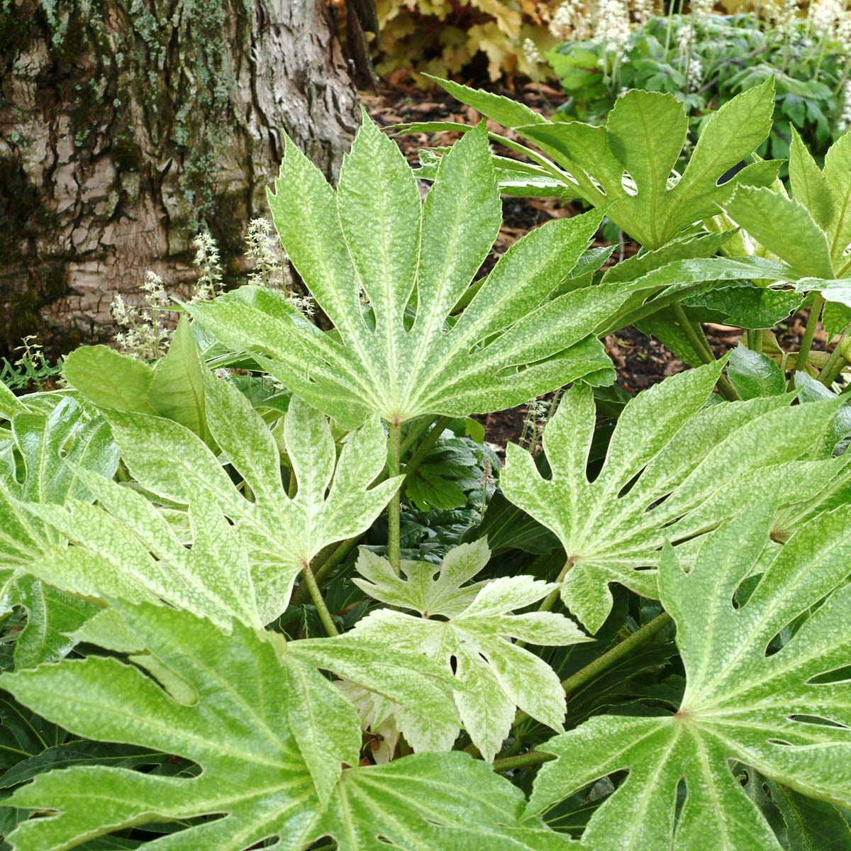 Creekside Champions Fatsia Japonica - Thumbnail 4