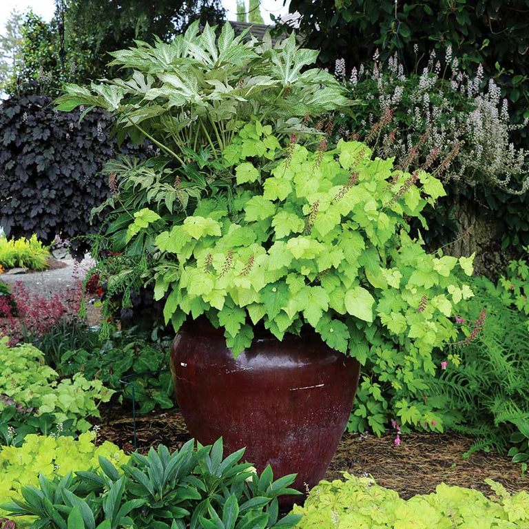 Spider's Web' Fatsia Japonica