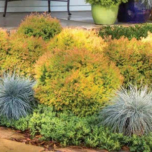 Arborvitae Fire Chief in a nursery pot