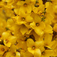 Forsythia shrub with yellow flowers and green foliage