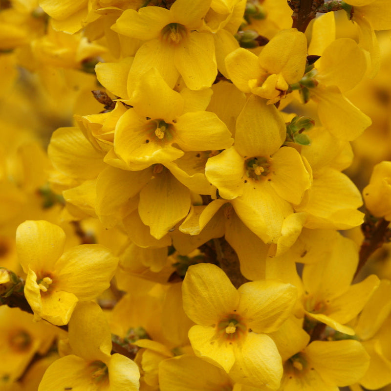 Forsythia shrub with yellow flowers and green foliage
