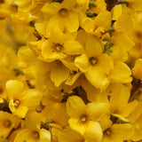 Forsythia shrub with yellow flowers and green foliage