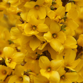 Forsythia shrub with yellow flowers and green foliage