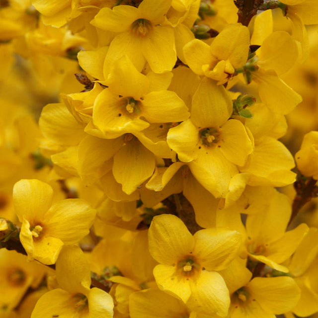 Forsythia shrub with yellow flowers and green foliage