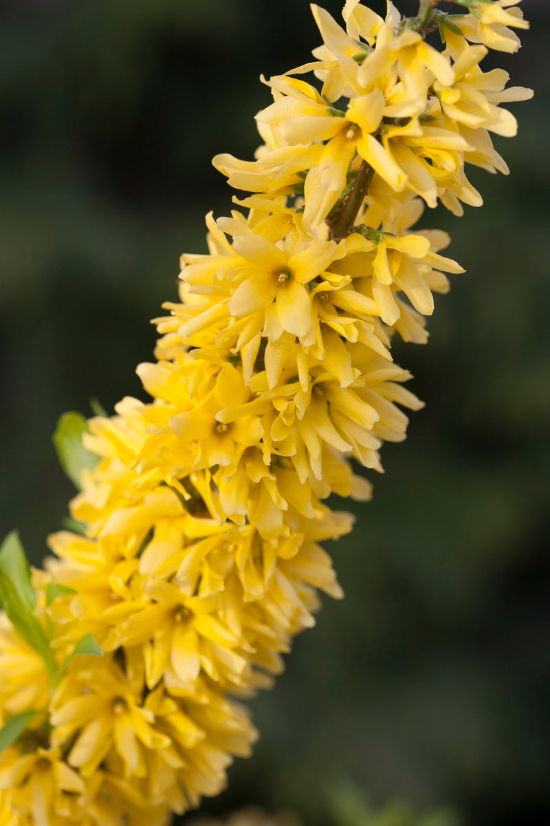 Forsythia with yellow blooms in a nursery pot