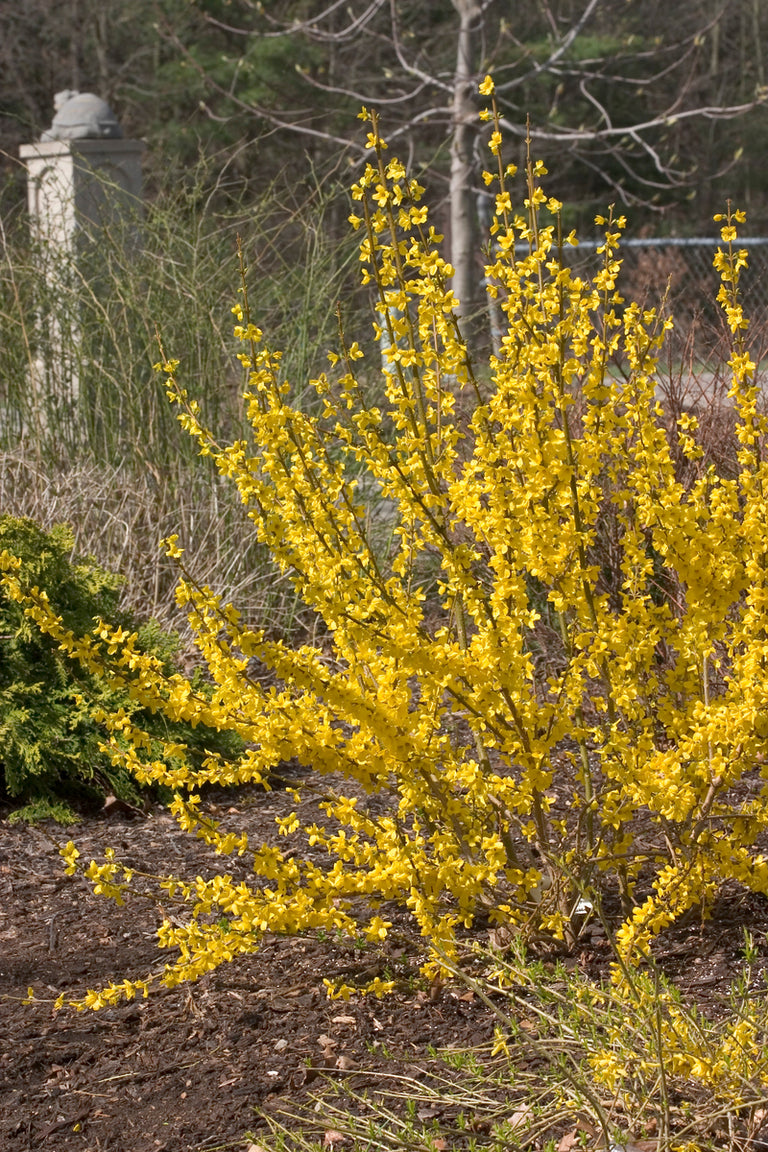 fertilizer for forsythia plants SHOW OFF® Forsythia – Creekside Nursery, Inc