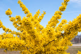 Show Off forsythia shrub with yellow blooms in pot