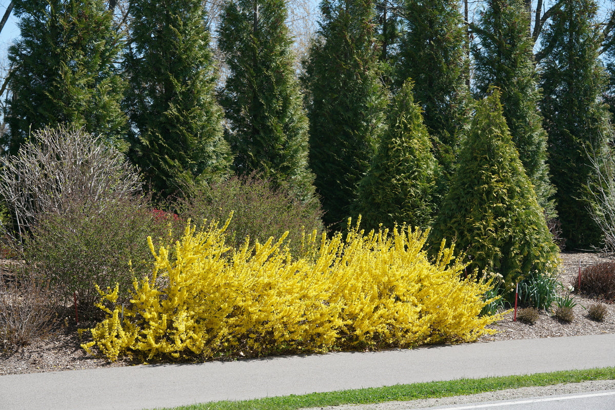 SHOW OFF STARLET® Forsythia – Creekside Nursery, Inc