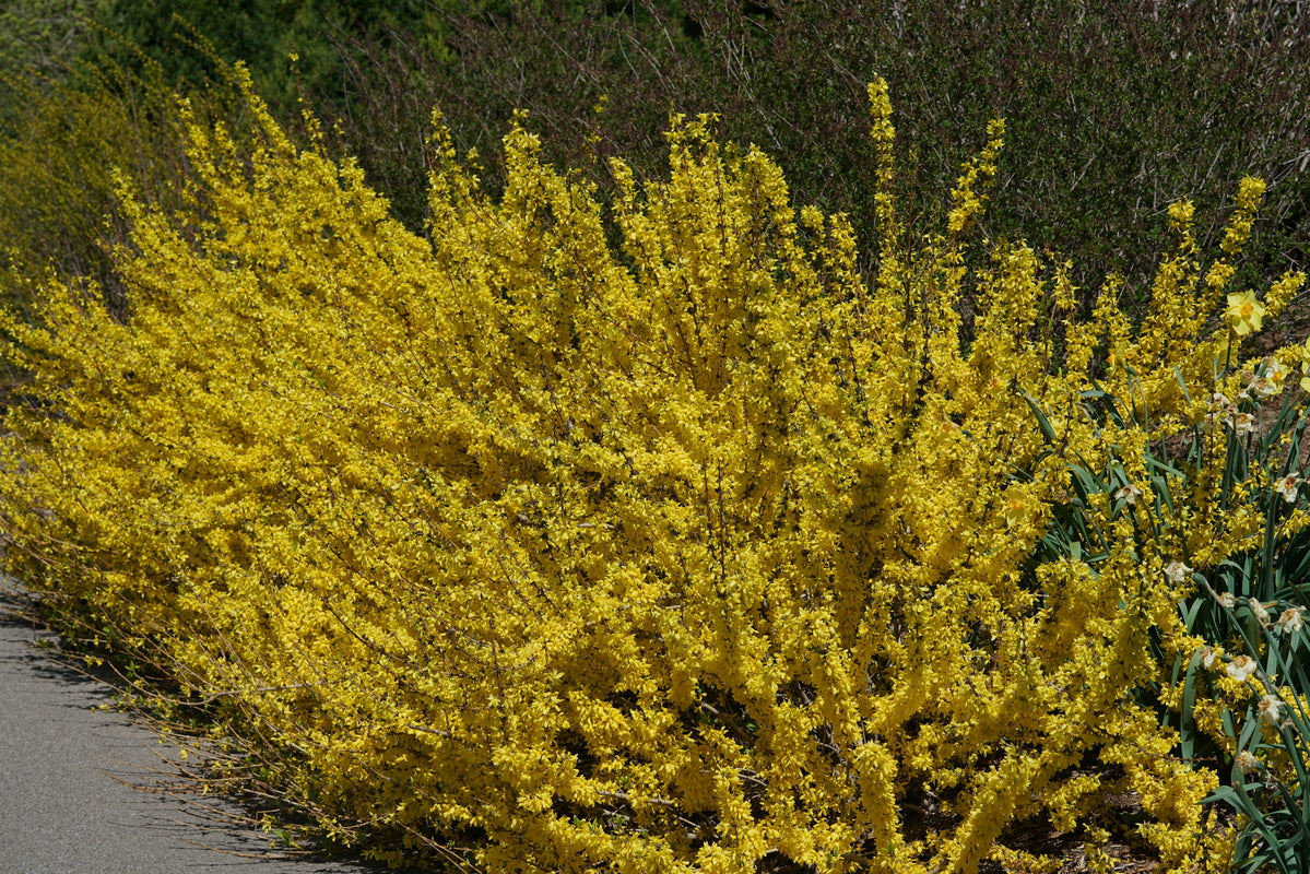 SHOW OFF STARLET® Forsythia – Creekside Nursery, Inc