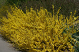 SHOW OFF STARLET forsythia with bright yellow blooms