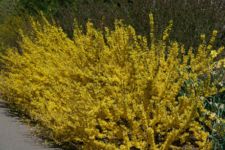 SHOW OFF STARLET forsythia with bright yellow blooms