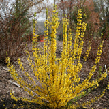 Forsythia Show Off Starlet in a nursery pot