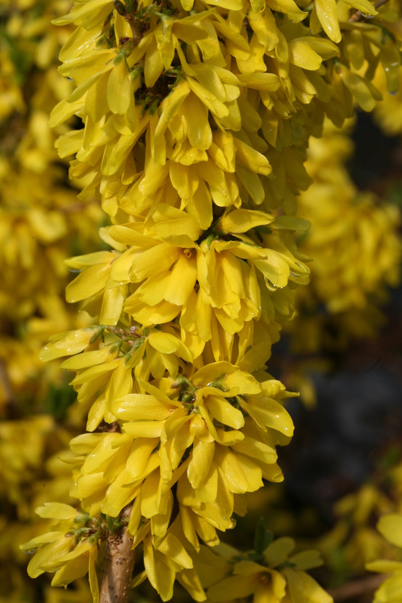 Blooming Show Off Starlet forsythia shrub with yellow flowers