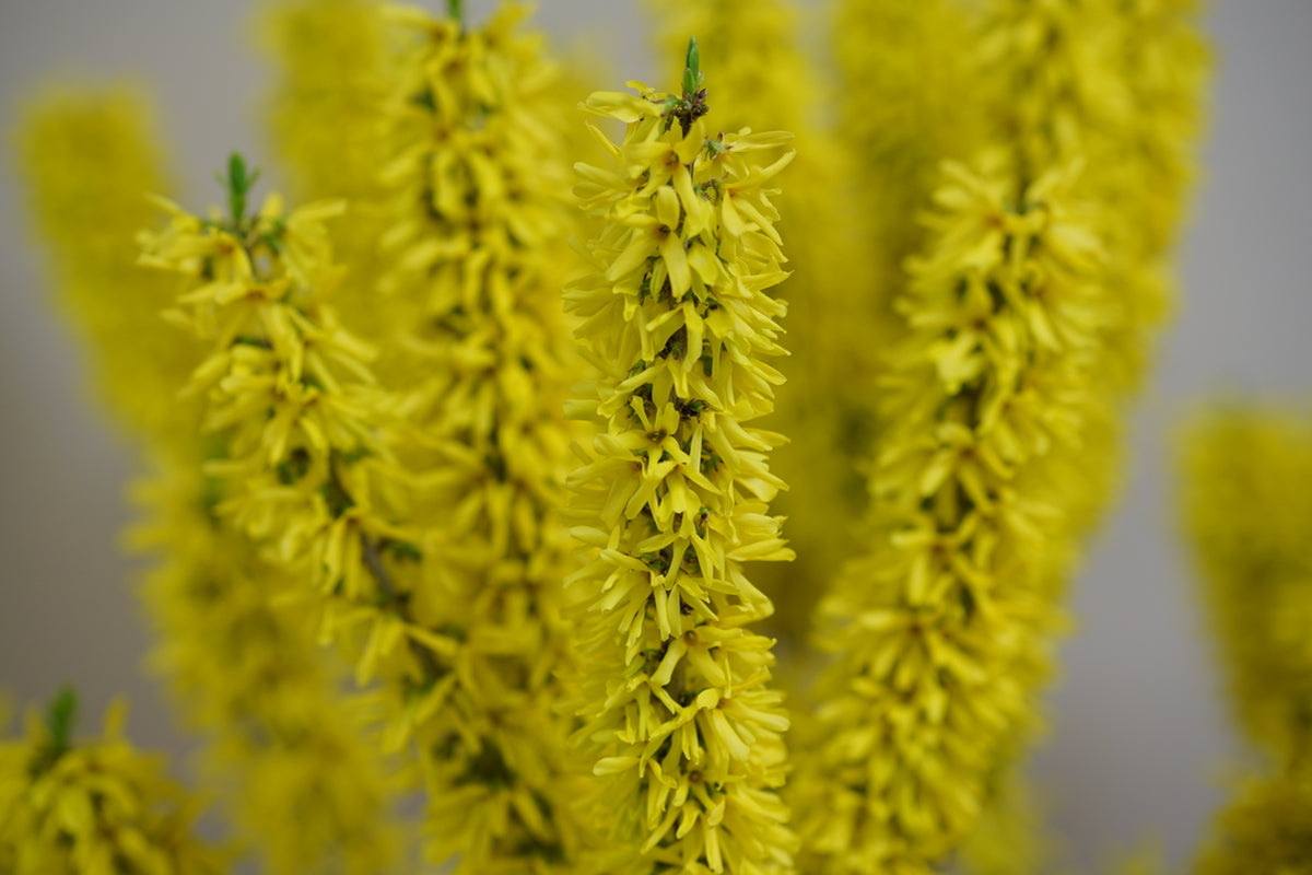 Forsythia SHOW OFF Sugar Baby shrub with yellow flowers