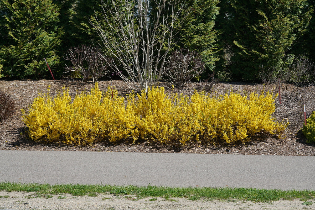 Forsythia with yellow blooms in a nursery pot