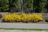 Forsythia with yellow blooms in a nursery pot