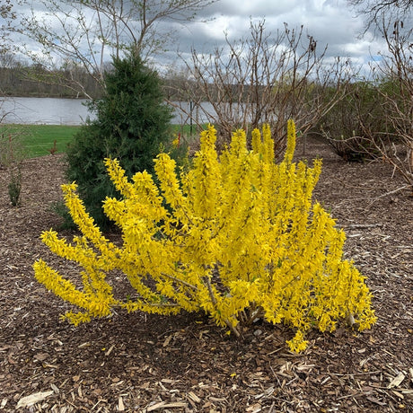 Show Off Sugar Baby forsythia in a pot with yellow flowers