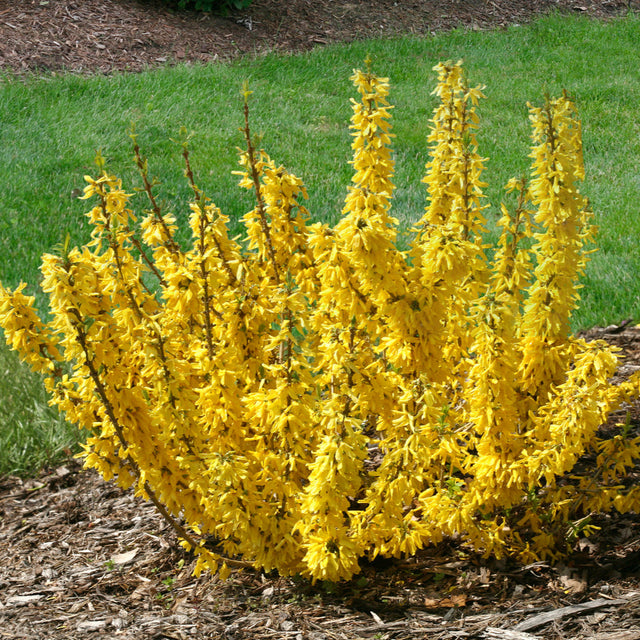 Forsythia with yellow blooms in a nursery pot