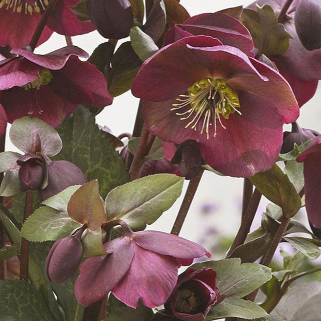FrostKiss Anna's Red hellebore with red blooms in a pot