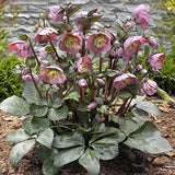 FrostKiss Penny's Pink hellebore in a pot