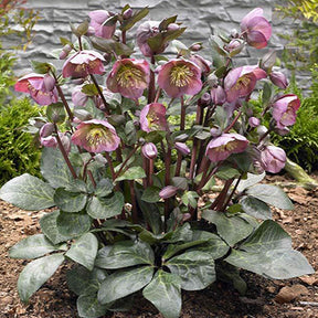 FrostKiss Penny's Pink hellebore in a pot