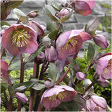 FrostKiss™ Penny's Pink® hellebore with pink blooms in pot