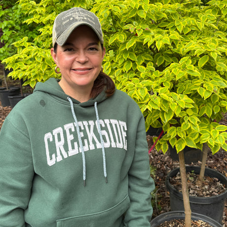 Creekside Hoodie plant in a nursery pot