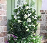 Gardenia Diamond Spire in a nursery pot